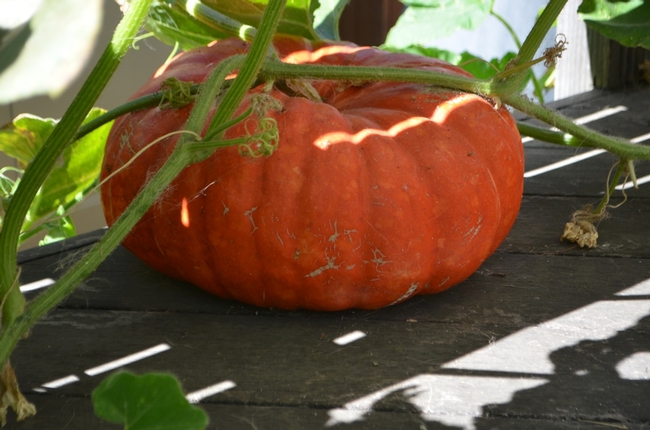 Rouge vif d'Etampes pumpkin. (photos by Erin Mahaney)