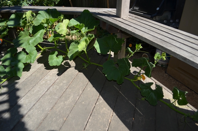 Vine taking over the deck.