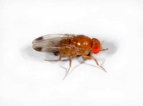 Adult male spotted wing drosophila. (Photo by Martin Hauser)