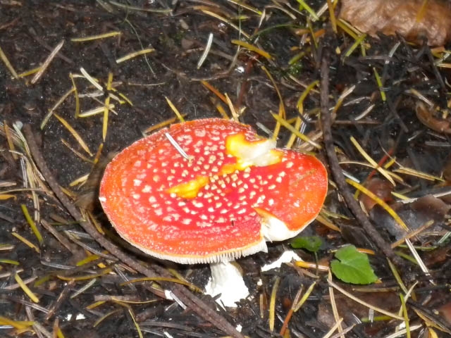 'Fairy tale' mushroom. (Amanita muscaria)