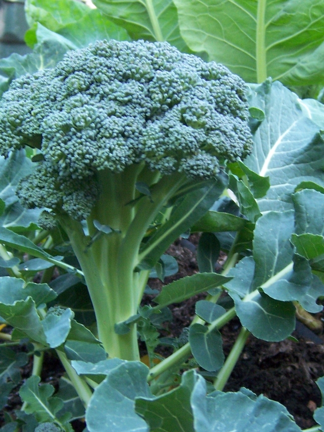 Broccoli Success!