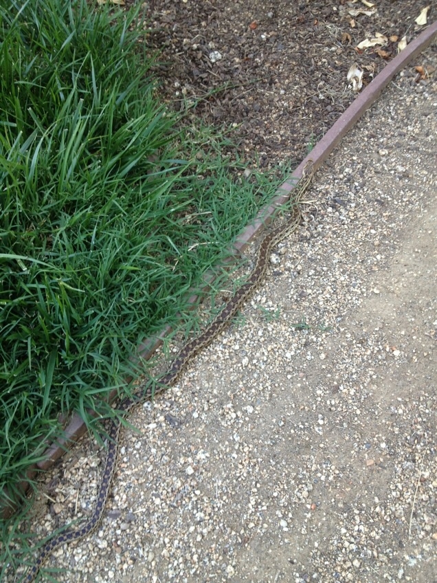 Gopher snake (photos by Erin Mahaney)
