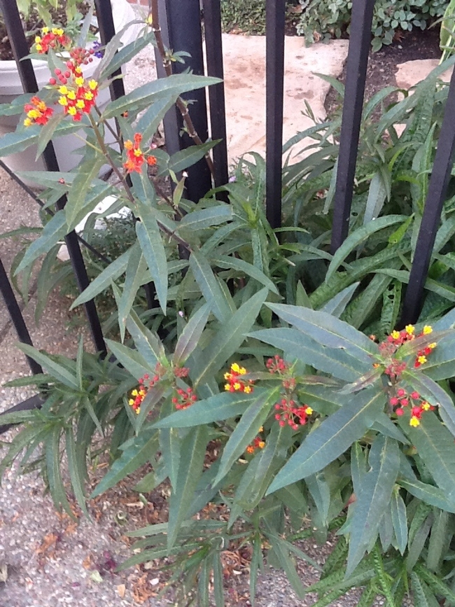 Asclepias curassavica growing happily. (Photo by Teresa Lavell)