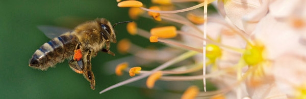 Photo courtesy of Bayer cropscience website of bee