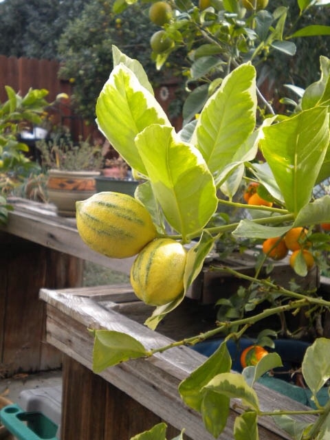 Striped lemon. (Photo by Karen Metz)