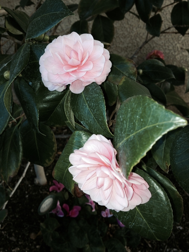 Camellia flowers. (photos by Sharon Rico)