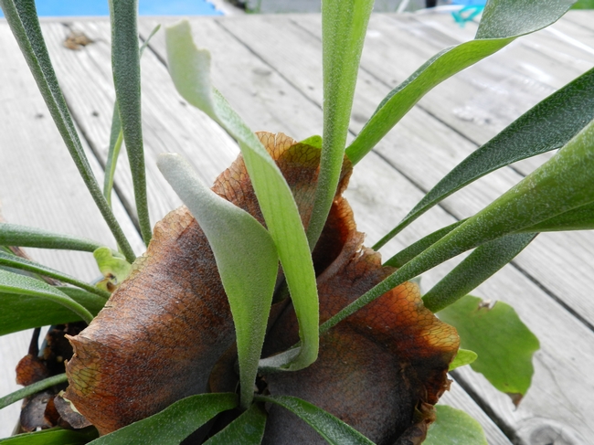 Close up of shaghorn fern and it's shields. (Photos by Patricia Brantley)