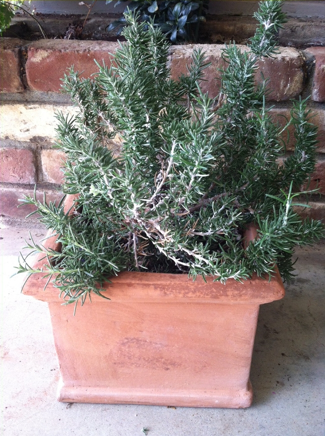 Potted rosemary. (photo by Diana Bryggman)