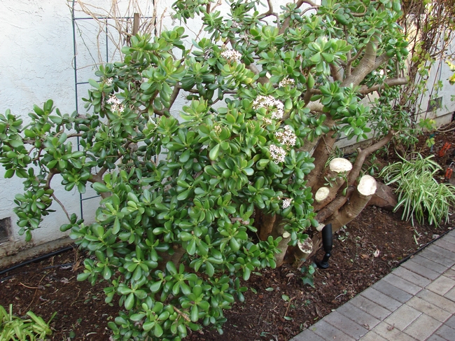 Jade after pruning. (photos by Ken Williams)