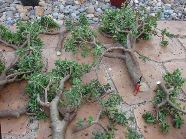 Note trunk size of jade as compared to pruners.
