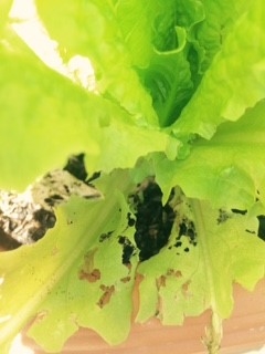 Closeup of damage to lettuce.