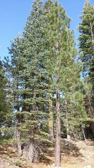 Red fir and Ponderosa pine. (photos by Pam Allen)