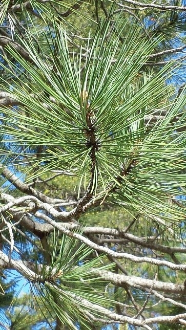 Ponderosa pine closeup