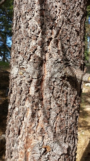 Ponderosa pine bark closeup