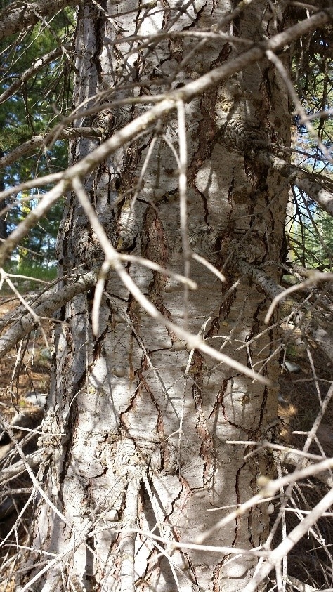 Red fir bark closeup