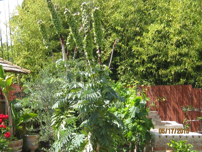 Tall flower spikes and interesting foliage of honeybush. (photos by Susan Croissant)