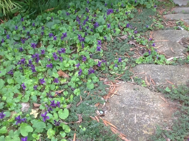 Violets working their way between pavers.