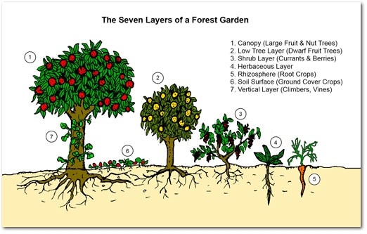 seven layers of a forest