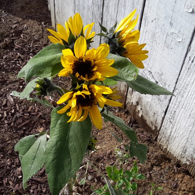 sunflower blog 2017