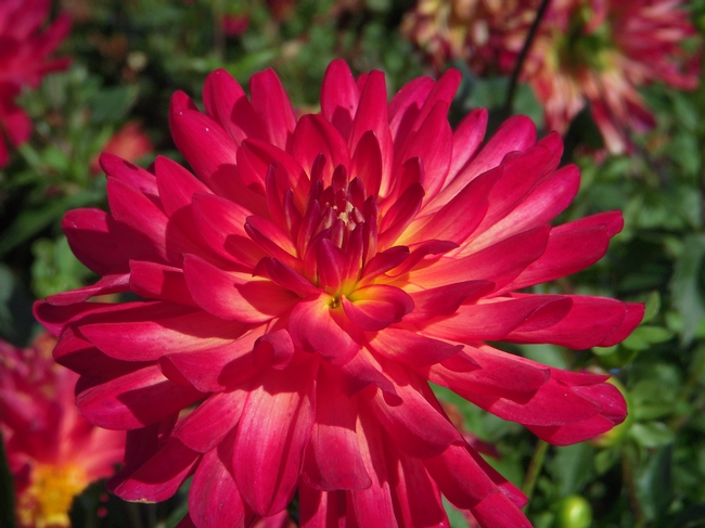 Dahlia 6