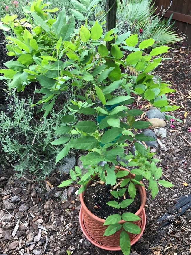 wisteria potted