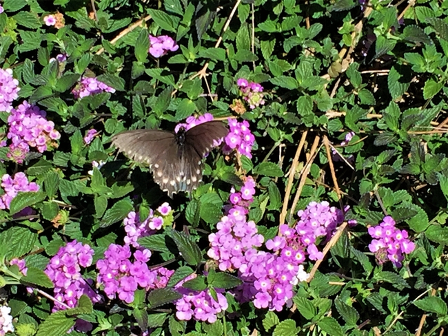 Butterfly visiting lantana.