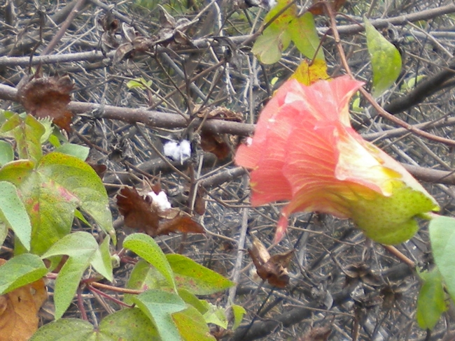 Galapagos Cotton