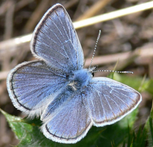 Mission Blue butterfly (photo from baynature.org)