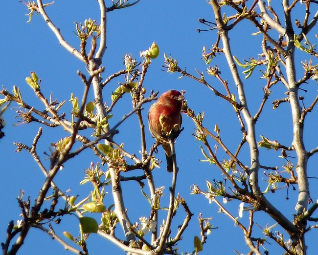 Red Throated Finch 2 March 2010 (photo by Melinda Nestlerode)