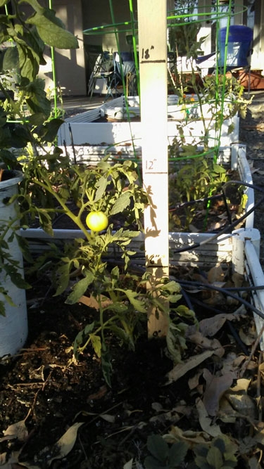 tomato-in-raised-bed-375