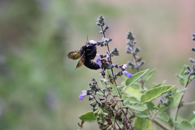 Carpenter bee female.
