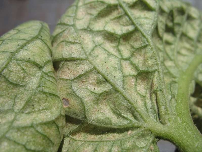 Russet Mites - Damage to Tomato leaves