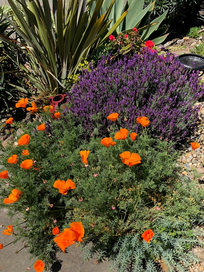Poppies and lavendar. photos by Trisha Rose