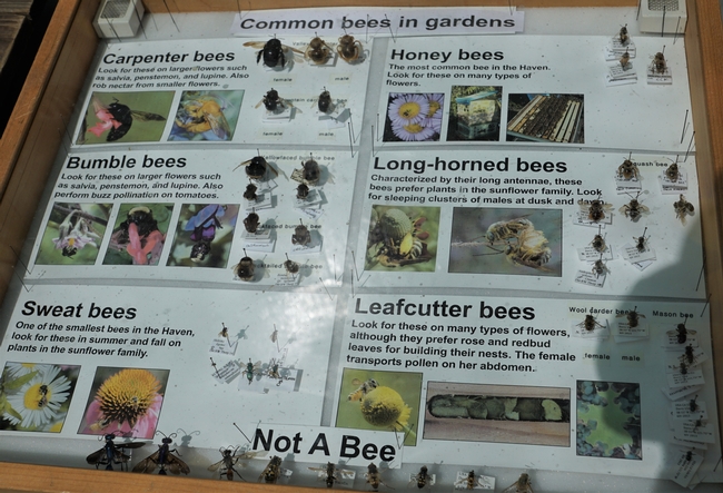 Picture of Bee Display at Haagen-Dazs Bee Haven