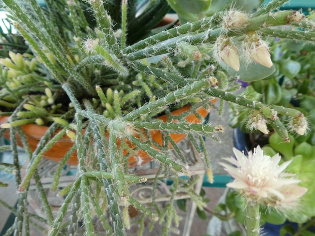 Buds and blooms on tips of stems
