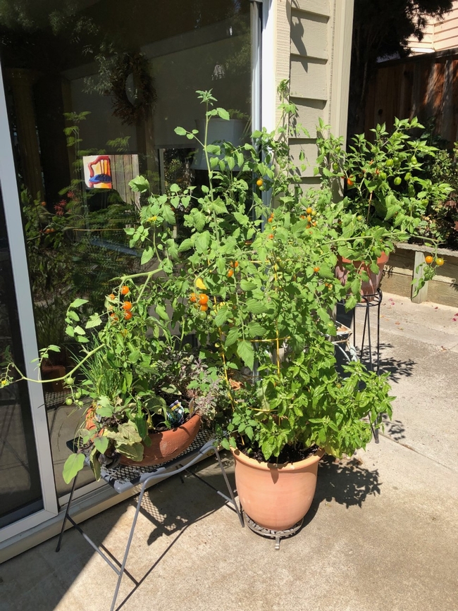 sungold tomato