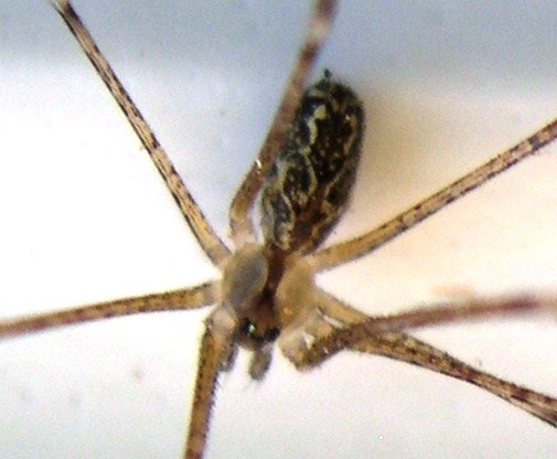 Marbled cellar spider MAGNIFIED