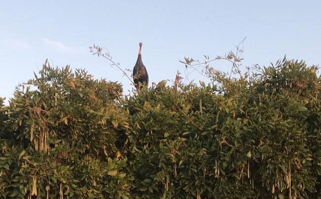 turkeys in wisteria lowell cooper 2019