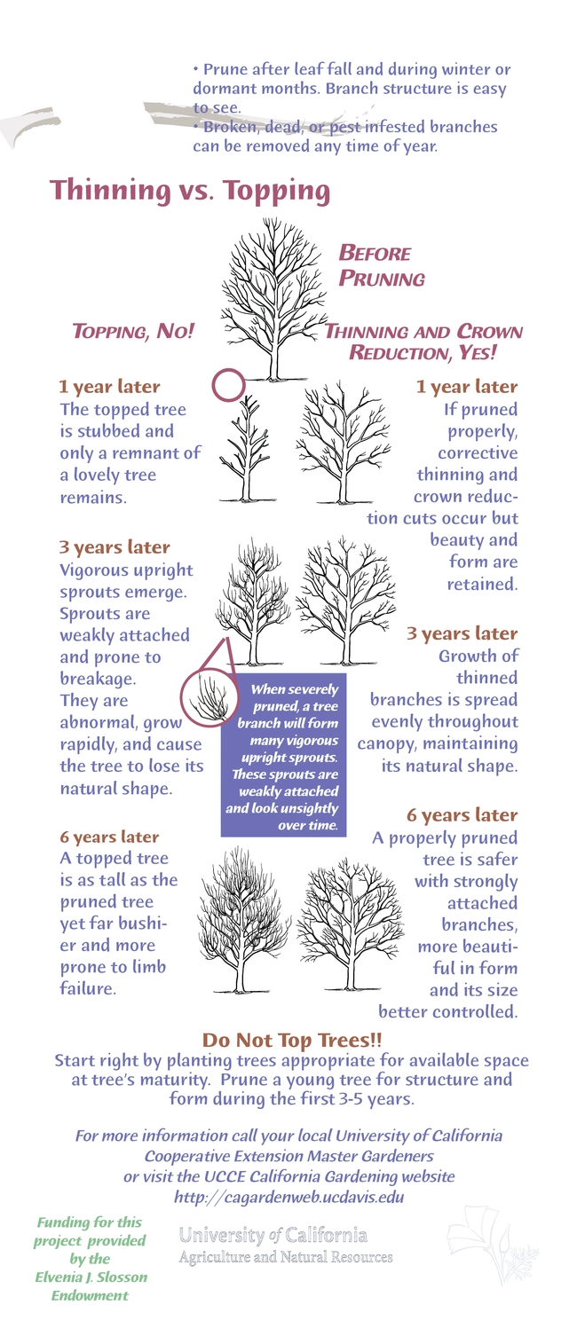 tree pruning Page 2