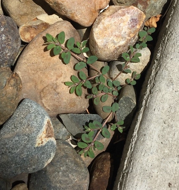 Small spurge plant. (photo by David Bellamy)