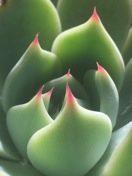 closeup succulent