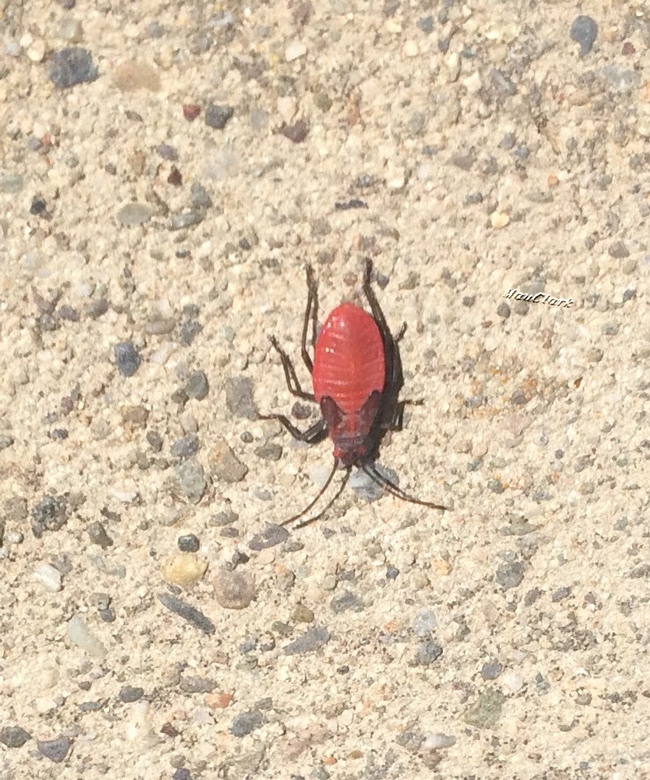 Red Shouldered Bug Nymph