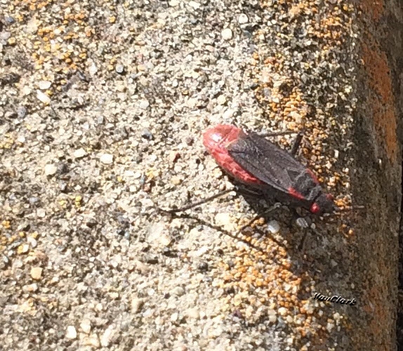 Red Shouldered Bug Preg