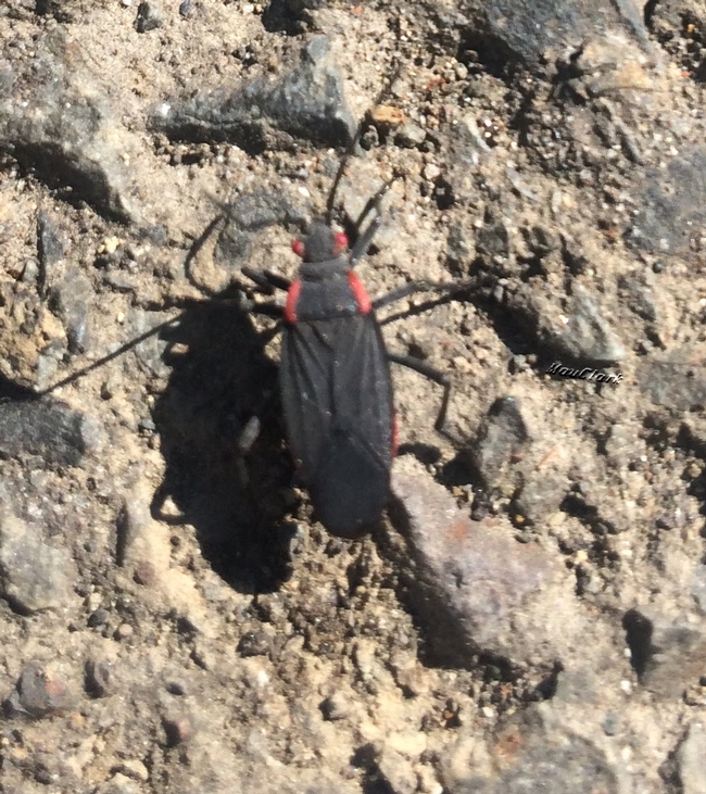 Red Shouldered Bug