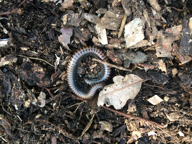 Millipede Curled Up
