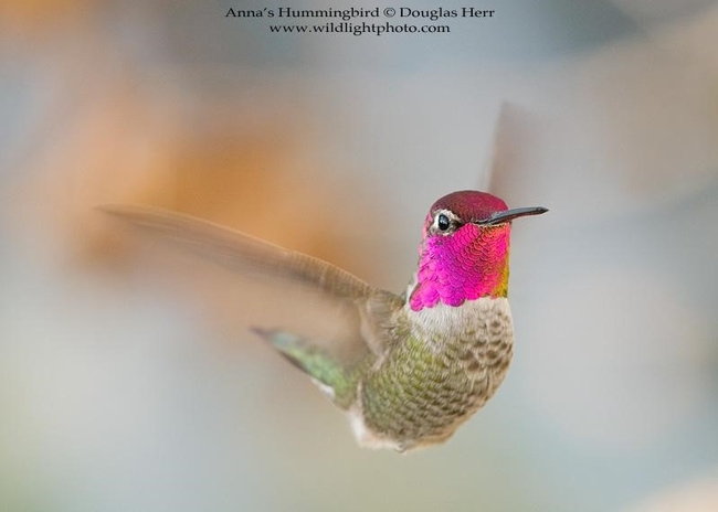 Douglas Herr - Anna's Hummingbird@Douglas Herr