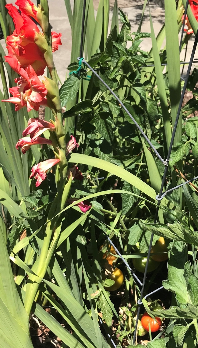 Glads and 'Maters