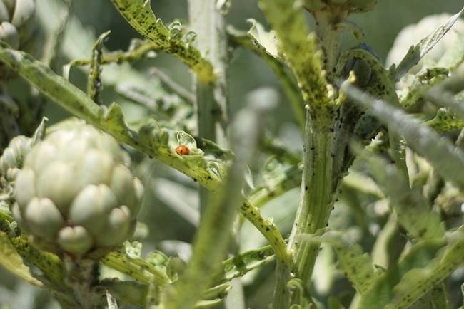 ladybeetle with aphids on artichoke arussell