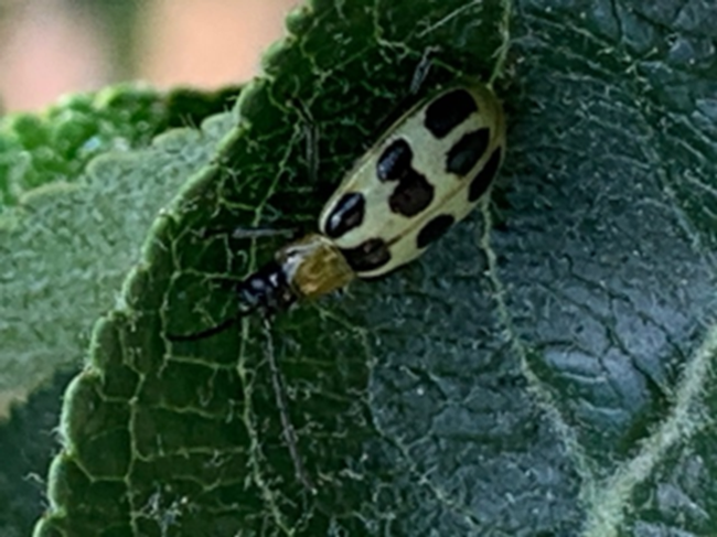 Cucumber beetle (not a green lady beetle)=bad.