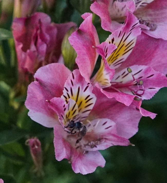 Pollinator enjoying Alstroemeria